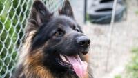 pes vlčák dog-1613976 1280